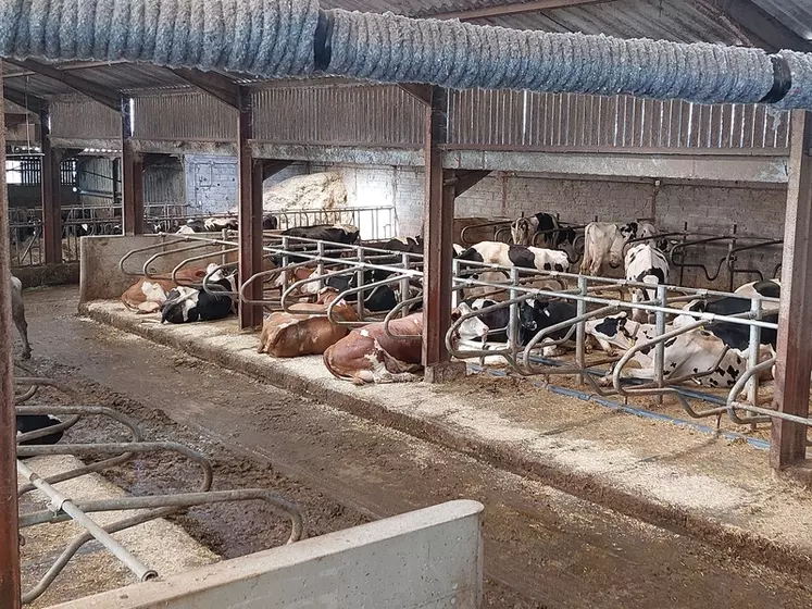 vaches allongées confortablement dans leur logette