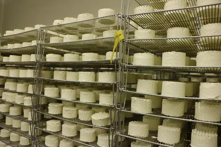 fromages en blanc en salle d'affinage