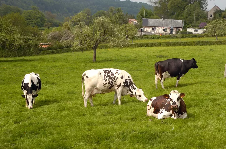 Bovins lait / vaches normandes et prim'holstein au pâturage en Normandie