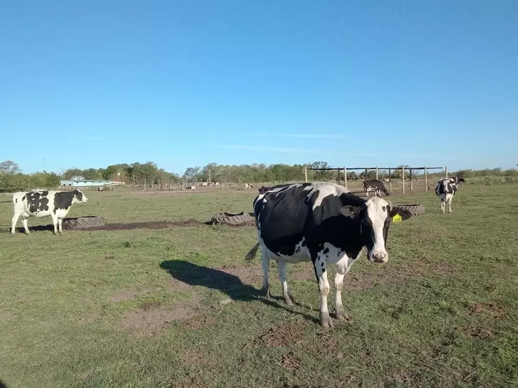 Avec ou sans robot de traite, la majorité des 10 000 fermes laitières argentines demeurent herbagères.