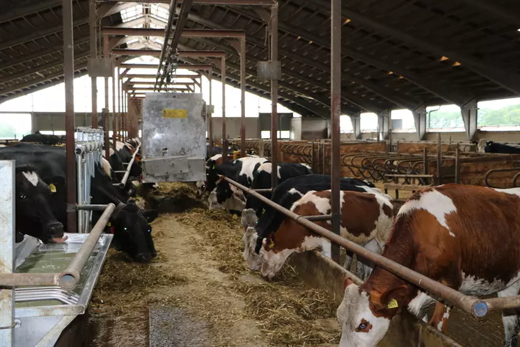 vaches laitières à la table d'alimentation dans une stabulation en Suède, avec robot d'alimentation