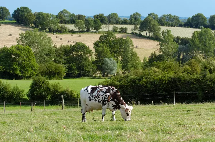 Bovins lait / vache normande au pâturage et cultures au fond