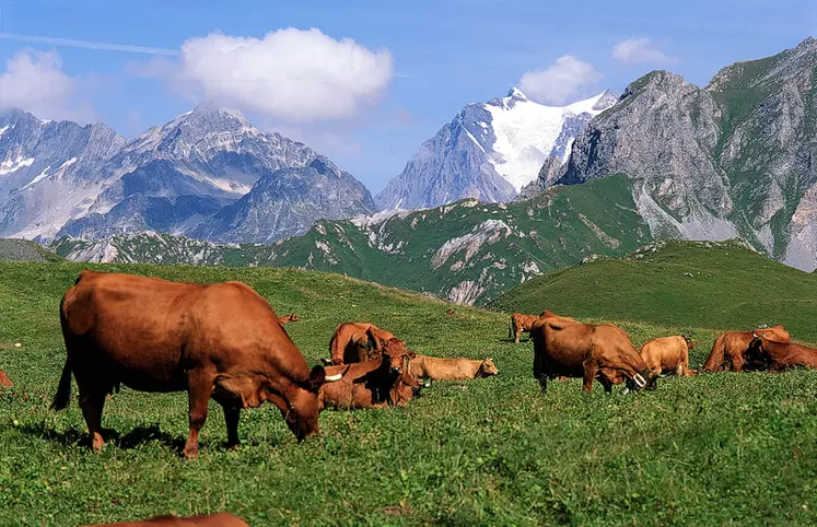 Bovins lait / vaches Tarentaises en alpage/ Elevage de montagne. Agriculture en zone difficile. pâturage en estive