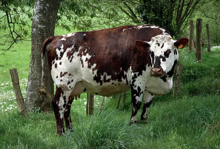 Une vache normande tarie au pâturage.