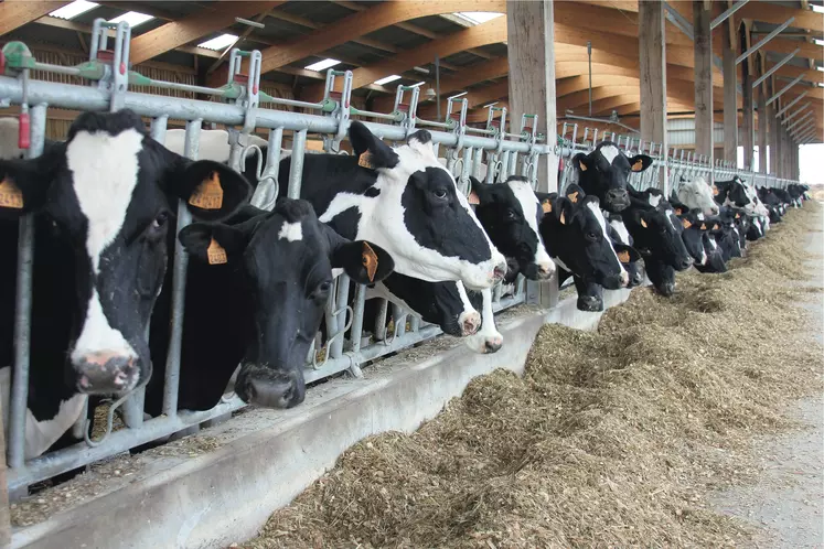 Vaches laitières devant leur ration de fourrage