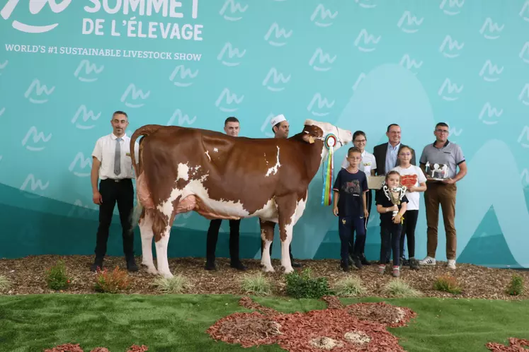 vache Montbéliarde sur le podium lors du concours interrégional Montbéliard du sommet de l'élevage