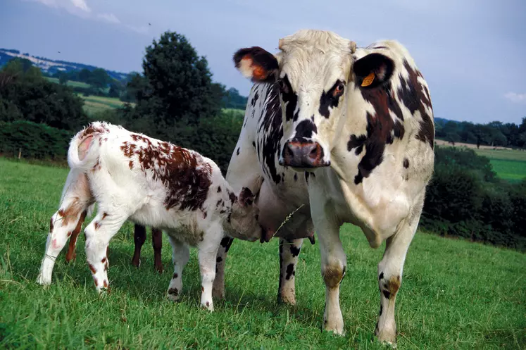 vache normande avec son veau dans un pré