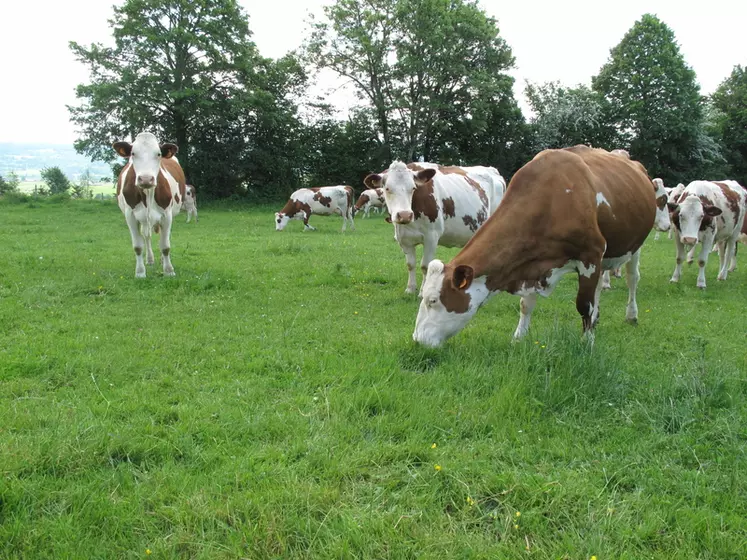 Elevage laitier dans le Doubs. Vaches montbéliardes au pâturage. Herbe. Troupeau de bovins lait.