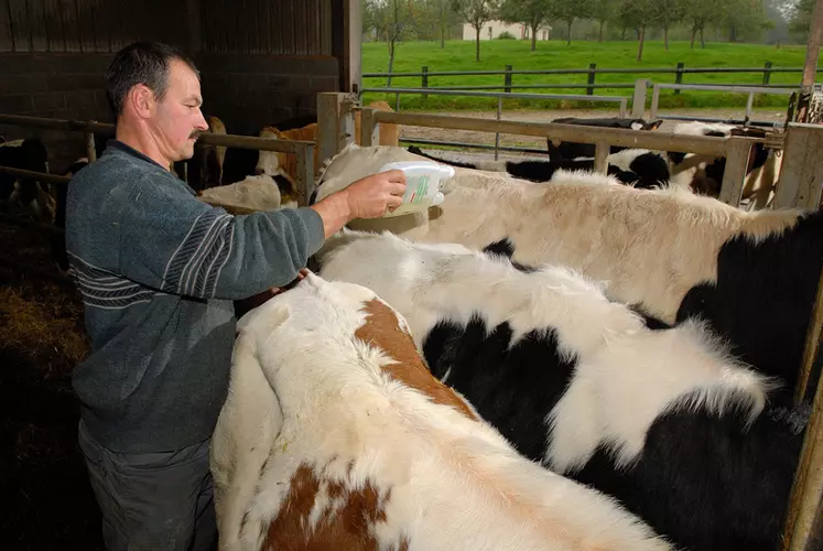Bovin lait / dÃ©sinsectisation de bovins en prÃ©vention de la fiÃ¨vre catarrhale / Ã©leveur en train d'Ã©pandre sur le dos des animaux, le produit dÃ©sinsectisant ...