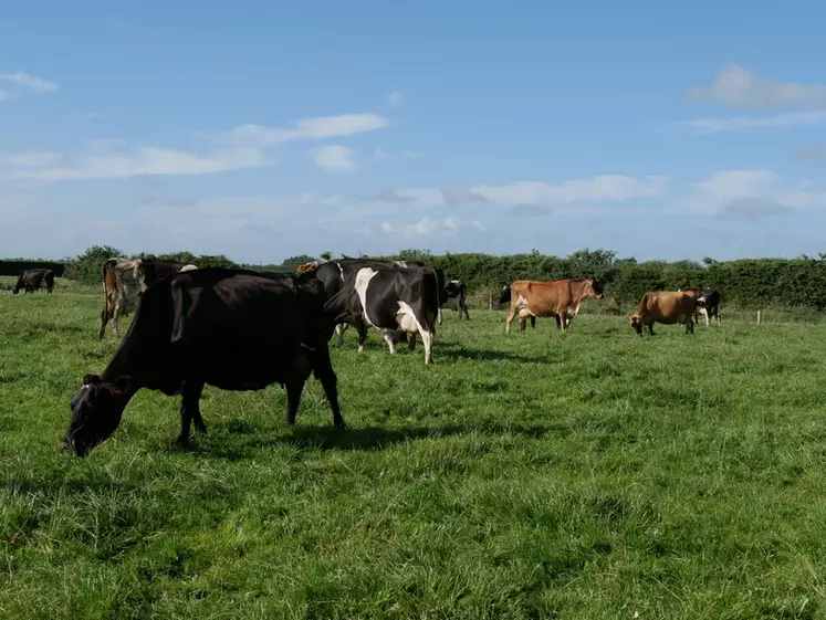 Vaches laitières de races mixtes pâturant en Nouvelle-Zélande