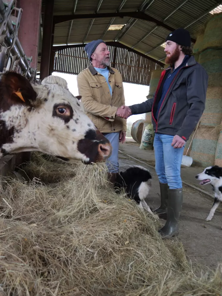 Poignée de mains entre deux éleveurs avec une vache normande.