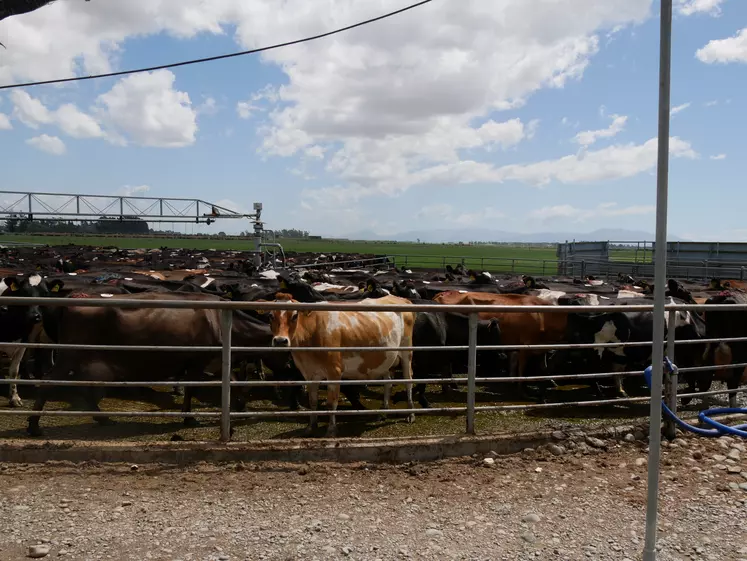 vaches laitières en Nouvelle-Zélande attendant la traite