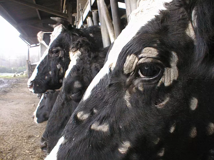 Teigne bovine sur des vaches laitières