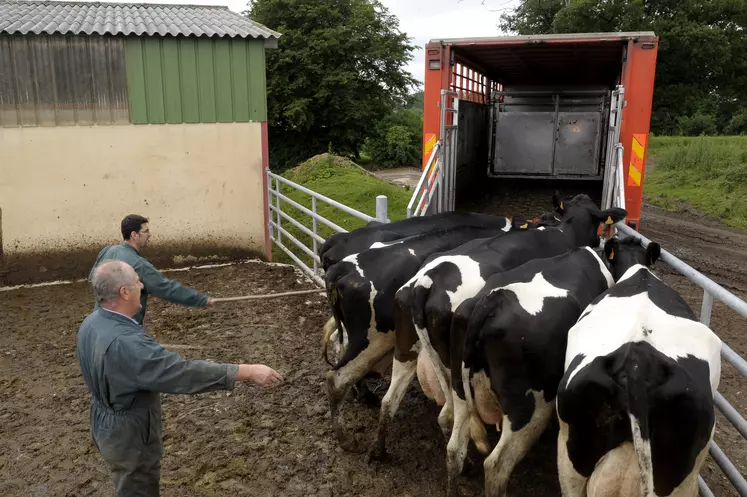 Ramassage de vaches laitières de réforme avant le transport vers l'abattoir