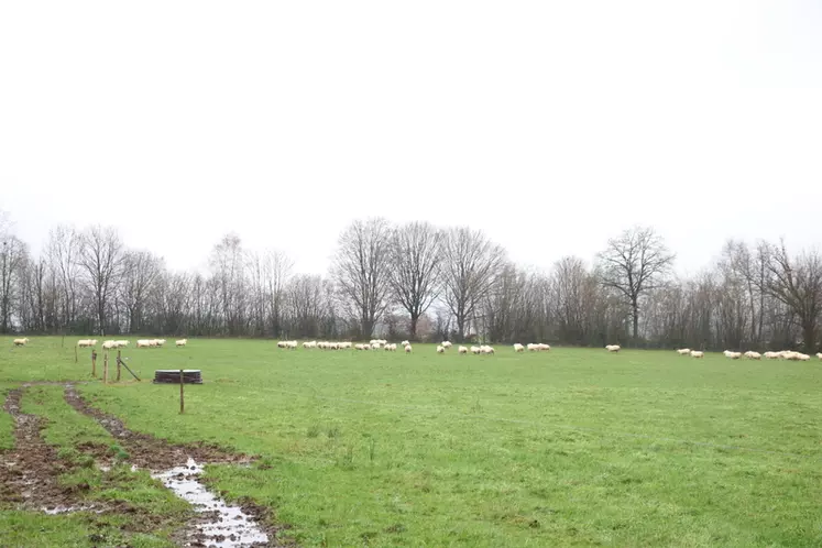 prairie des vaches pâturée par des ovins en hiver
