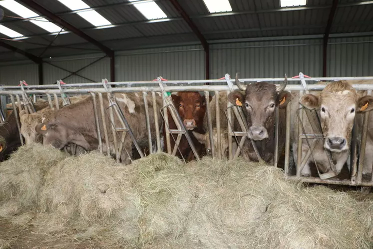 bovins mâles et femelles croisés lait viande pour l'engraissement
