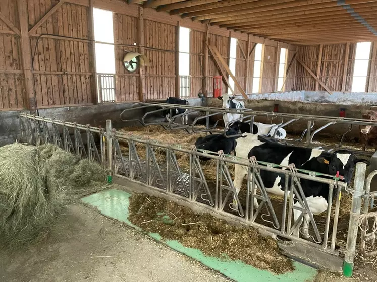 Case spécifique pour vaches taries en préparation au vêlage
