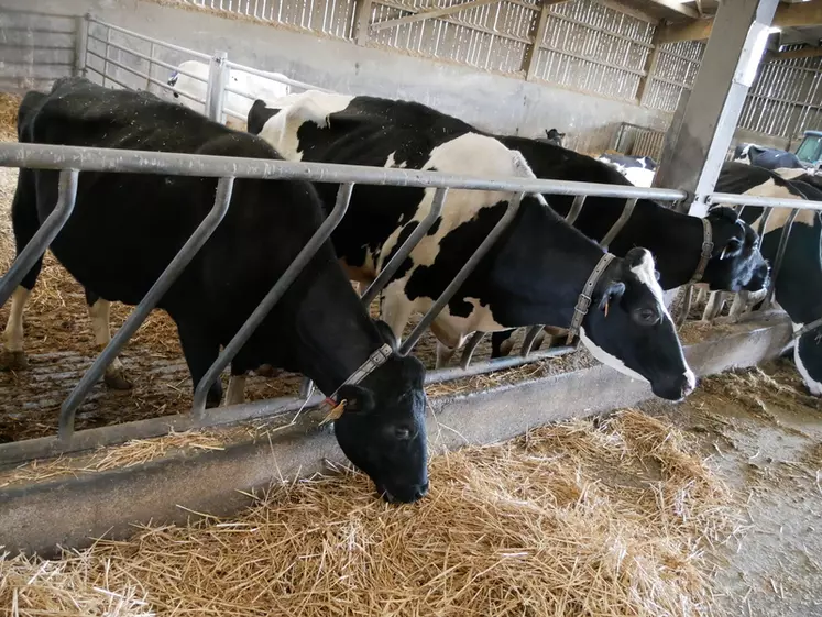 Vaches taries prim'Holstein mangent de la paille à l'auge