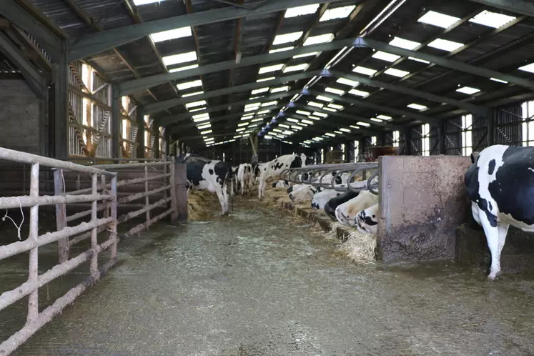 Le bâtiment des laitières de 2009 est optimisé avec 102 places pour 105 vaches traites toute l’année.