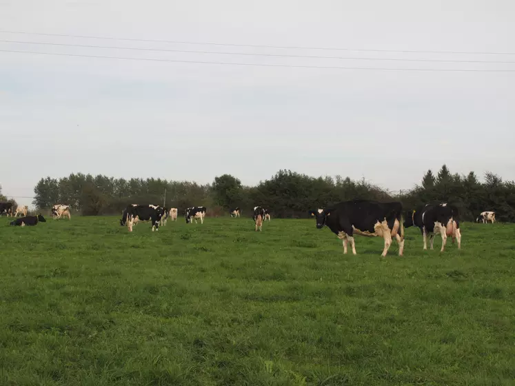 Vaches laitières dans une prairie