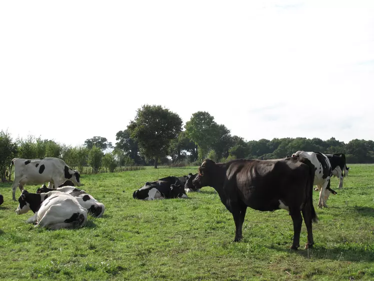 vaches laitières en agriculture biologique dans une prairie