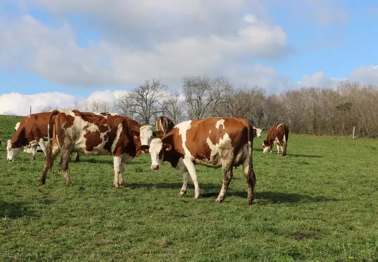 vaches montbéliardes au pâturage, en mars, dans la Loire