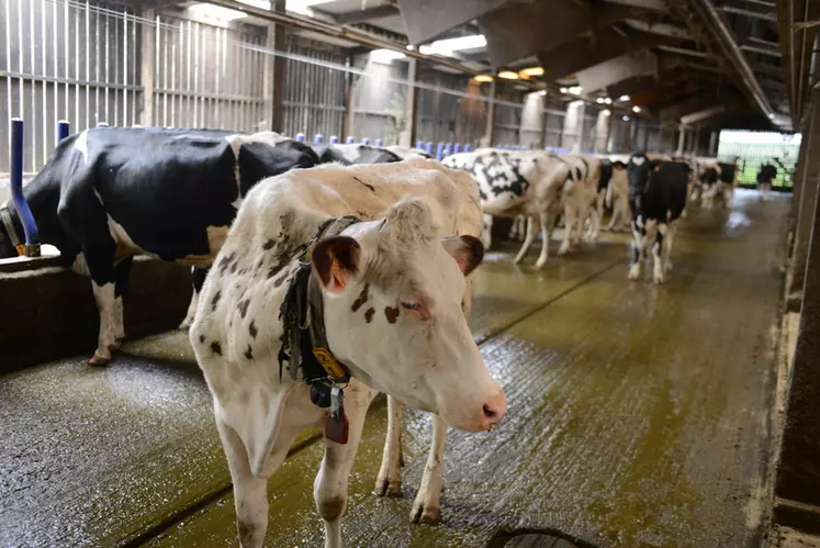 Holstein dans une stabulation