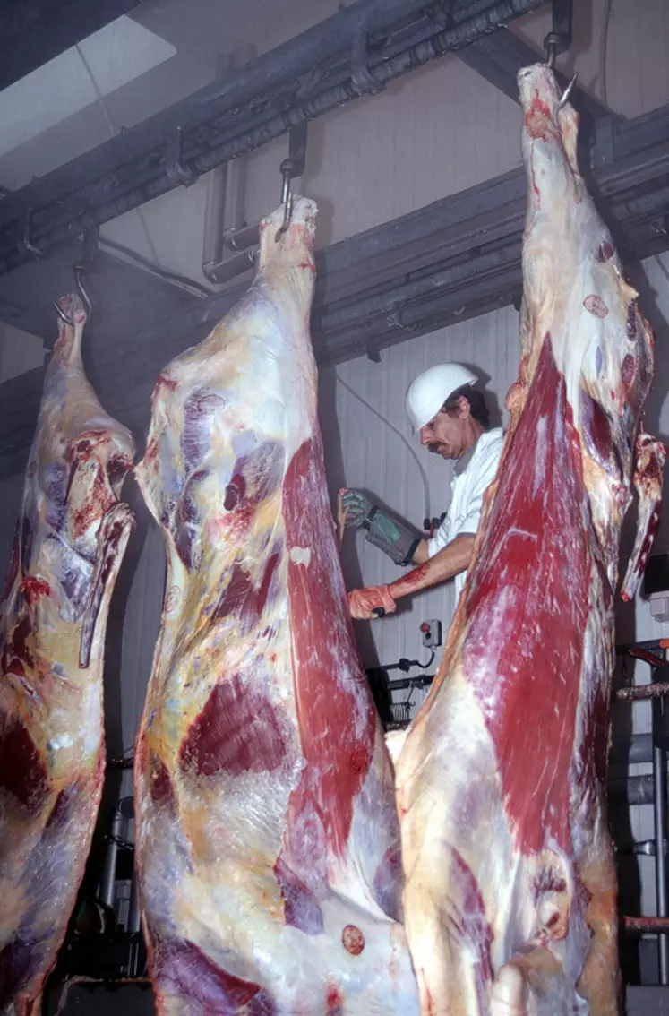 Bovins viande / abattoirs / chaîne d'abattage de vaches de réforme / carcasses