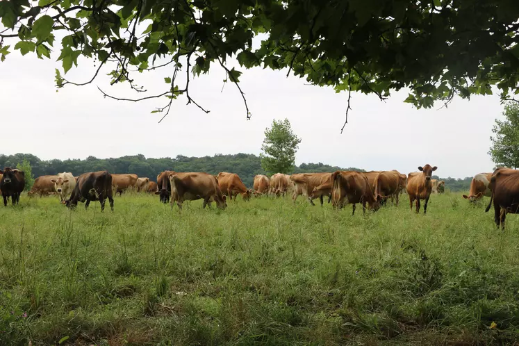 Jersiaises au prè dans le Gers 