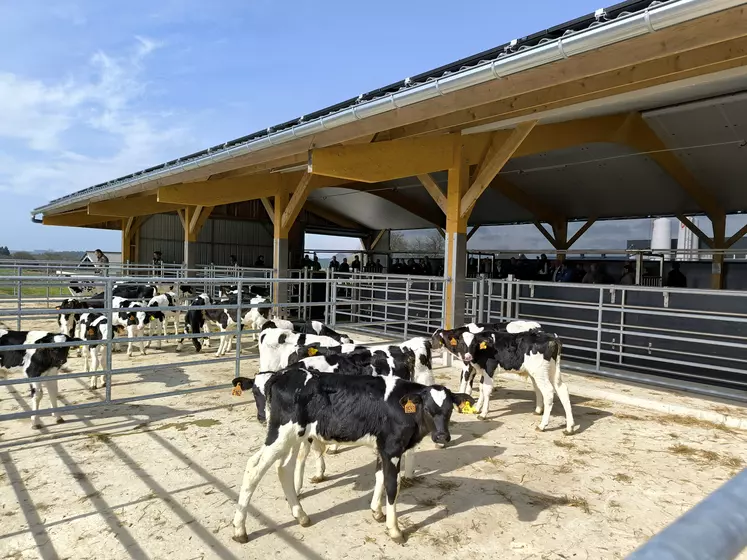 bâtiment vaches barrières contention veau 