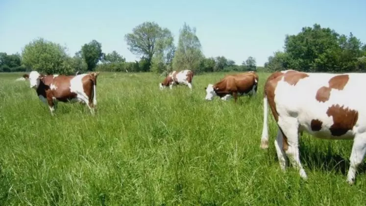 vaches dans une prairie 