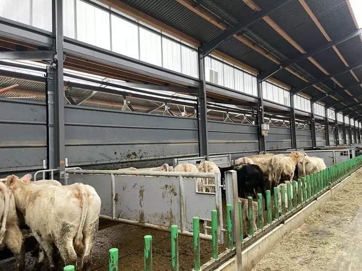 Bovins bloqués sur couloir de raclage grâce au rideau barrière lors du paillage