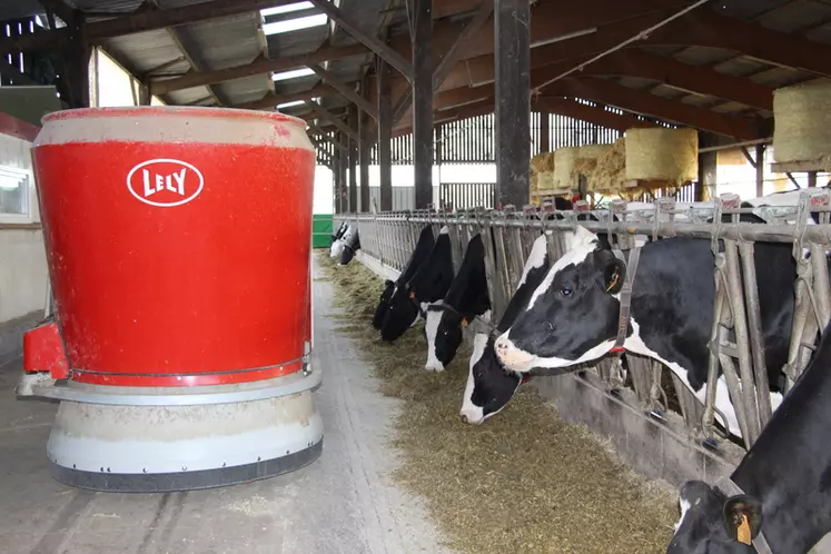 Le robot distribue six rations : une pour les vaches laitières, une pour les taries, une pour les vaches en préparation au vêlage et trois pour les génisses.