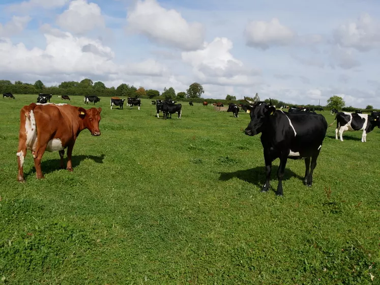 vaches laitières croisées en Irlande - septembre 2022