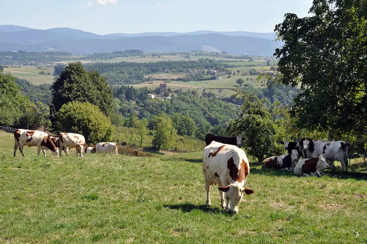 Vaches laitières au pâturage au Gaec des deux clos en Auvergne. élevage laitier. production laitière.