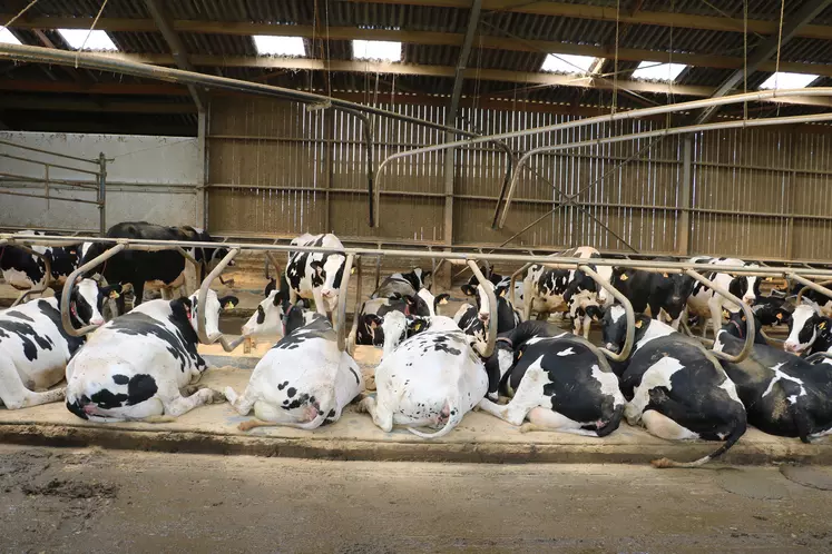 Vaches prim'Holstein en logettes