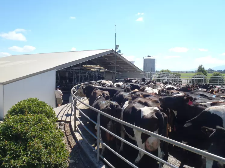 Vaches dans l'aire d'attente d'une salle de traite en Nouvelle-Zélande