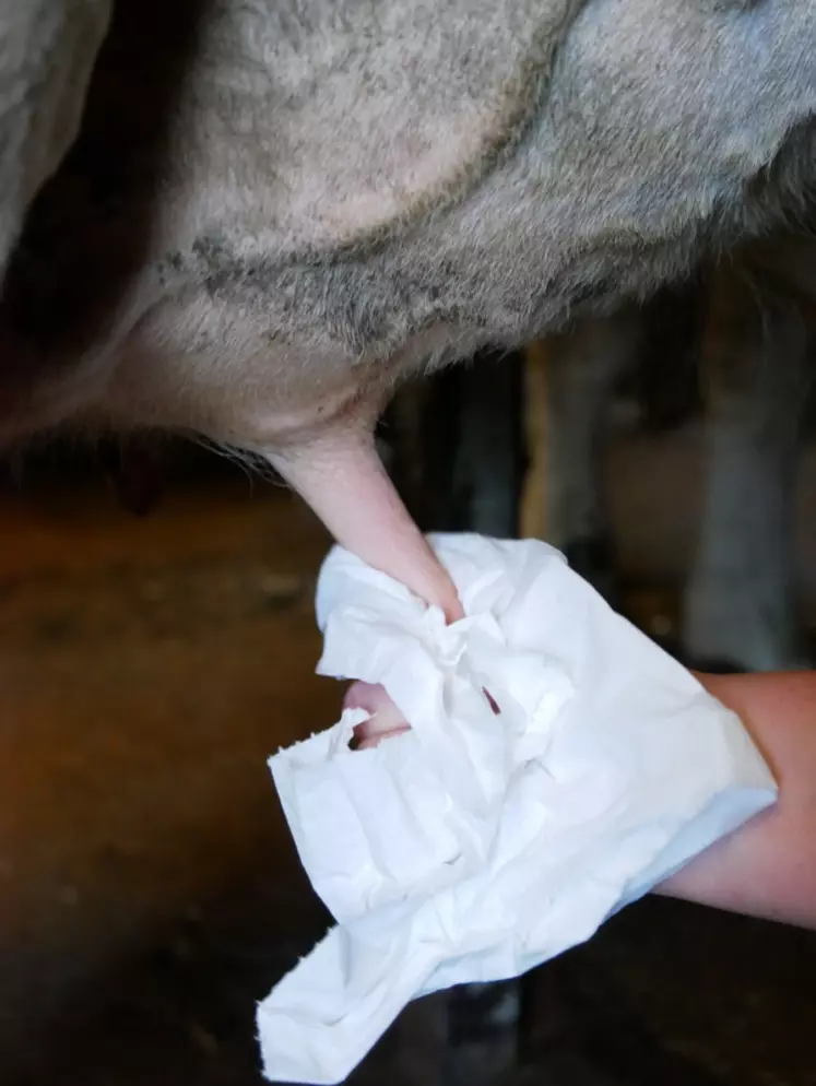 nettoyage trayon prélèvement aseptique de lait