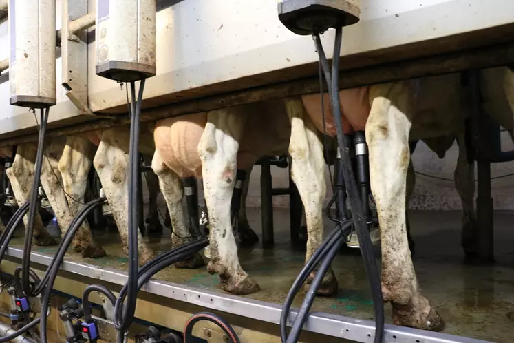 vaches à la traite