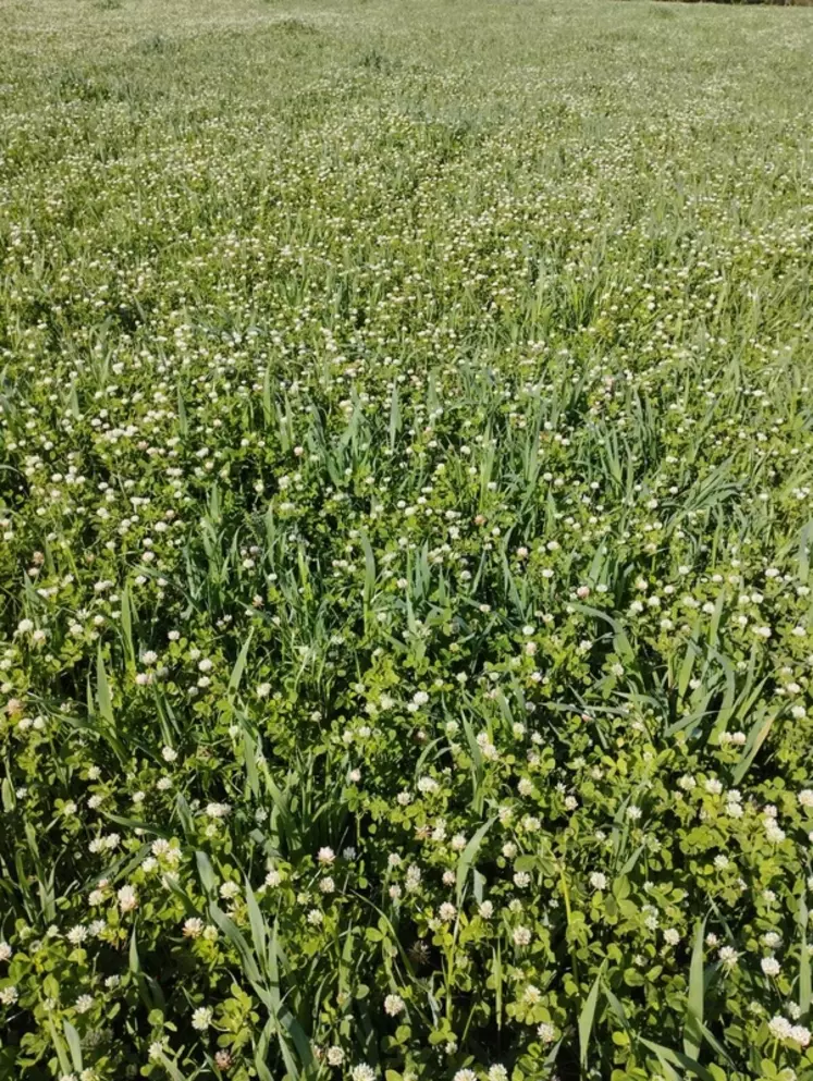 Prairie sous couvert de méteil ensilage