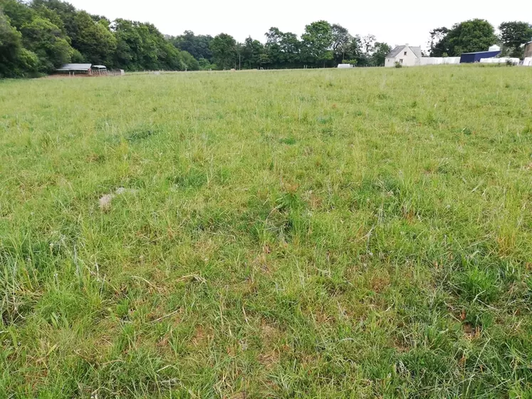 Prairie après récolte de méteil ensilage