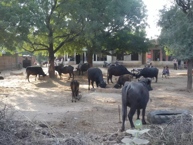 Elevage bovin indien. Bufflonnes sur une exploitation indienne. bovins viande au pâturage.