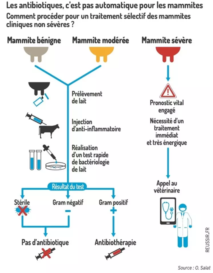 Mammite : les cinq étapes à suivre face à une mammite clinique