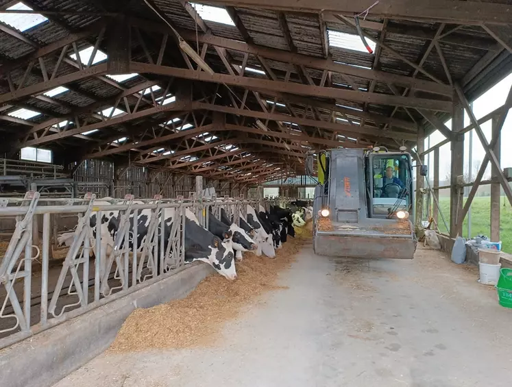 distribution ration vaches laitières à l'auge par désileuse automotrice en cuma
