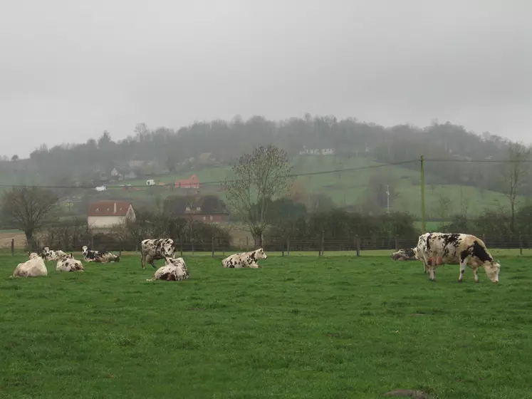 vaches normandes dans une prairie naturelle