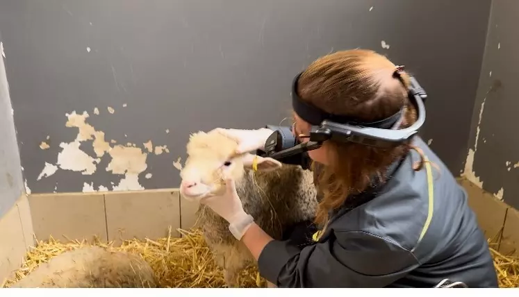 lunettes connectées testées sur un mouton