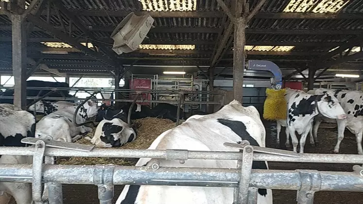 Brasseurs d'air et brosse pour vaches laitières