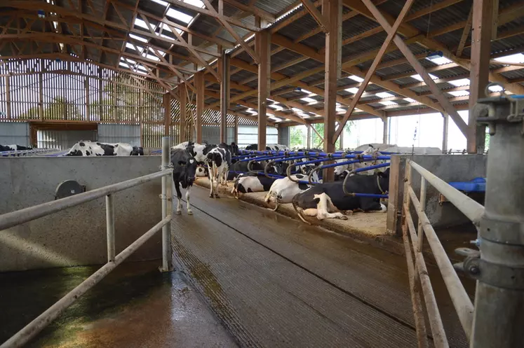 barrière bâtiment élevage vaches laitières