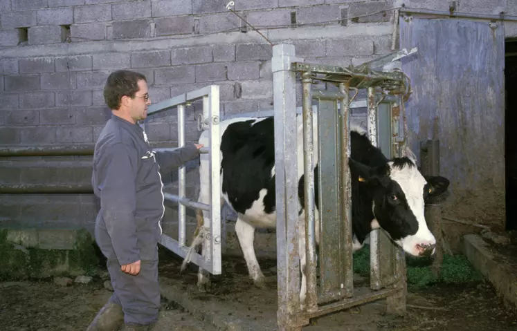 Bovins lait / salariés / sécurité / la cage de contention avec porte automatique permet d'éviter les coups et de simplifier le travail de contention