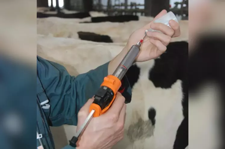 Un vétérinaire prépare un vaccin pour l'injecter à une vache